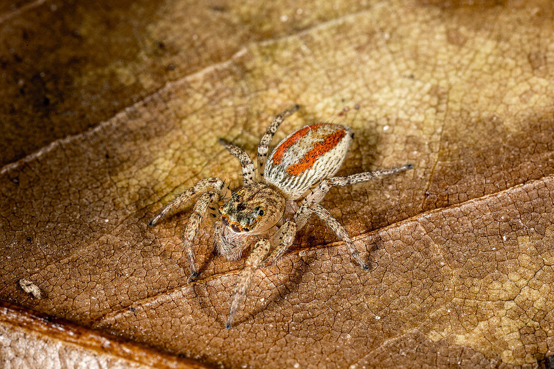 Dimorphic Jumping spider