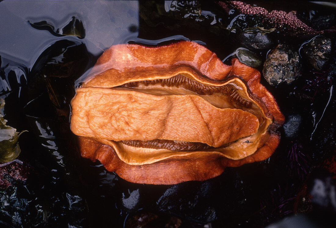 Giant Pacific Chiton