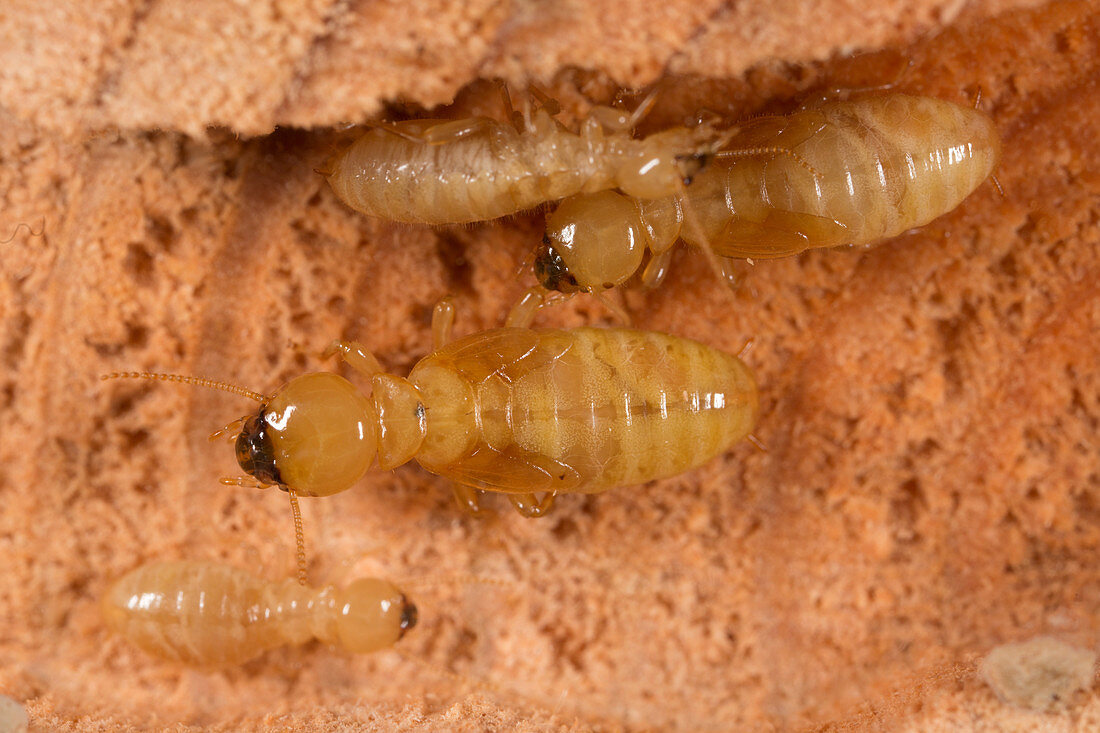 Pacific Dampwood Termites