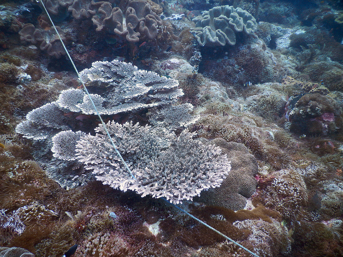 Rope Entangled Coral