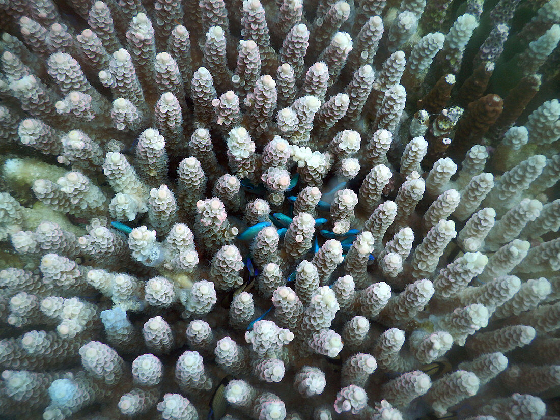 Fish hide in Coral