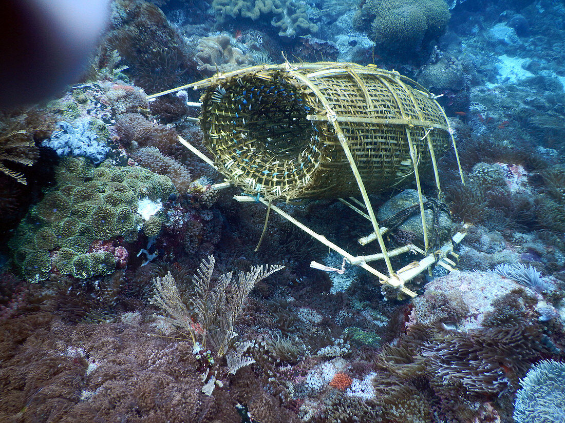 Fish Trap on Coral Reef