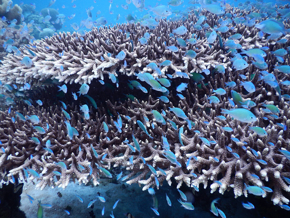 Blue Damselfish in coral
