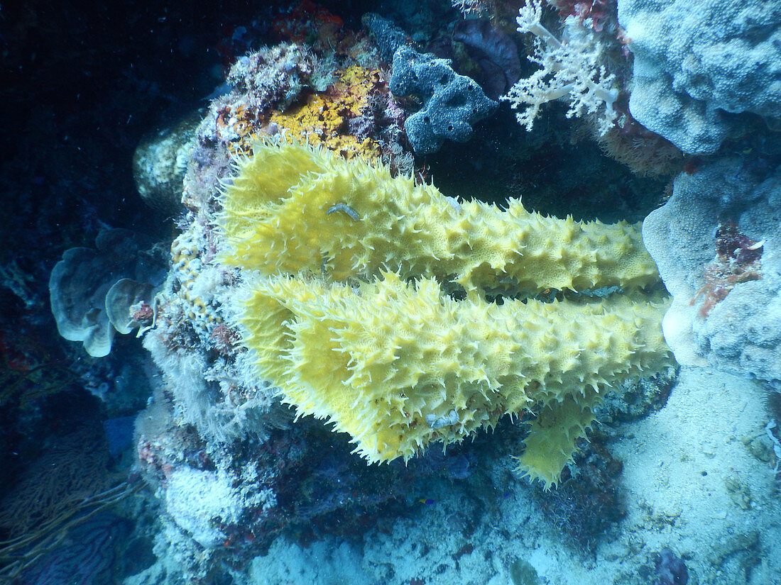 Tube Sponge with Sea Cucumbers