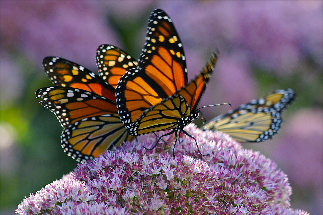 Monarch Butterflies on Sedum