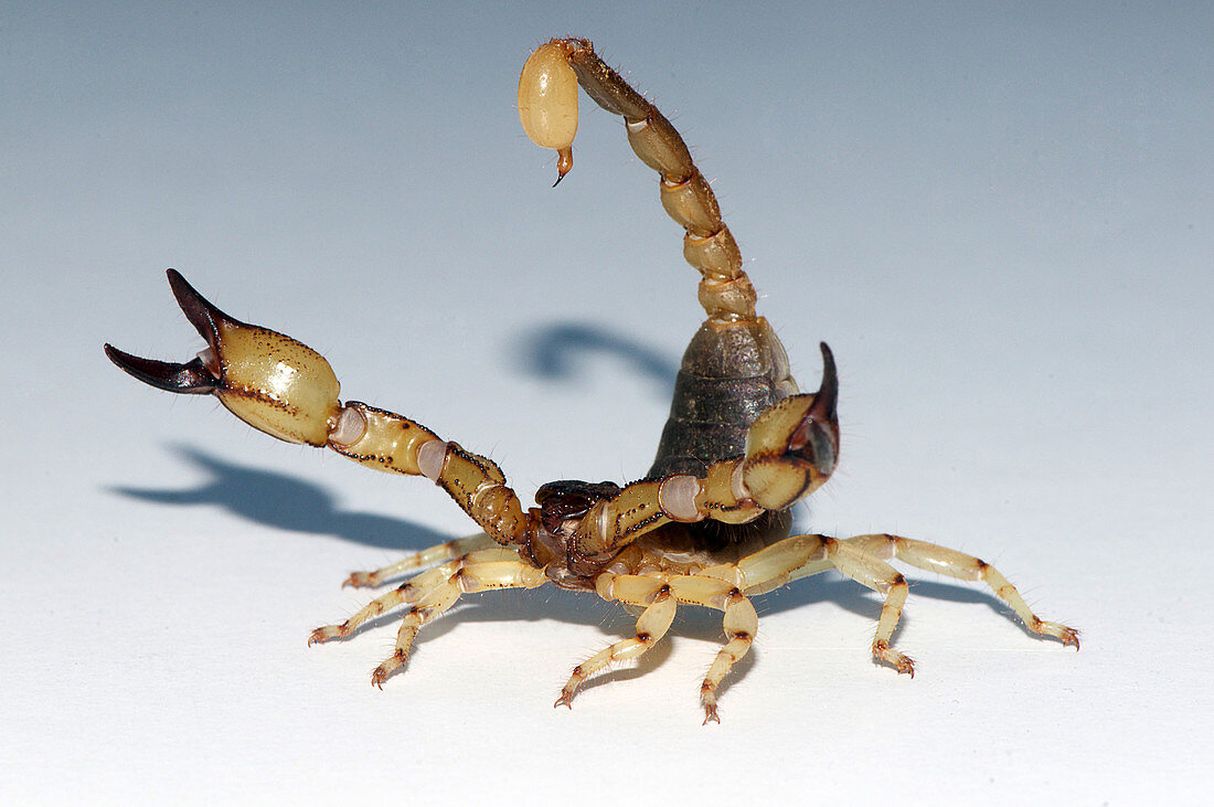 Scorpion, Anuroctonus pococki