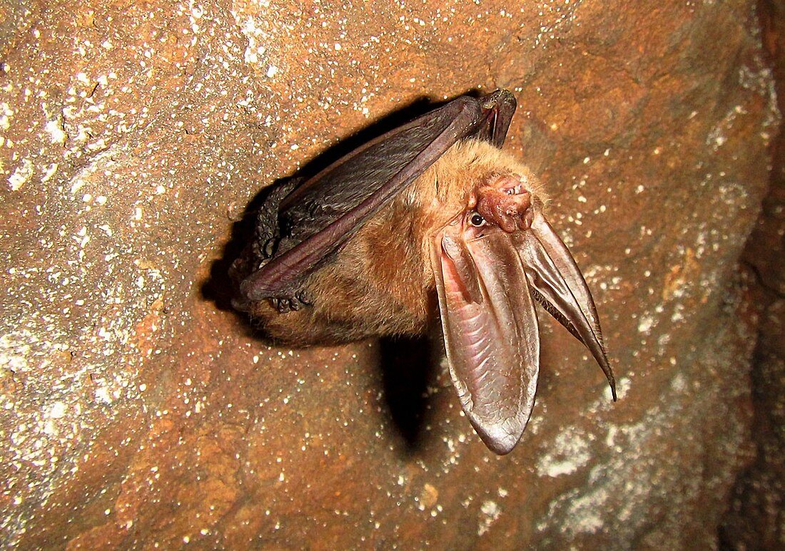 Ozark Big-ear Bat