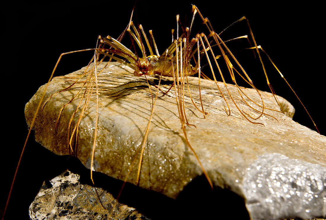 Chinese Cave House Centipede