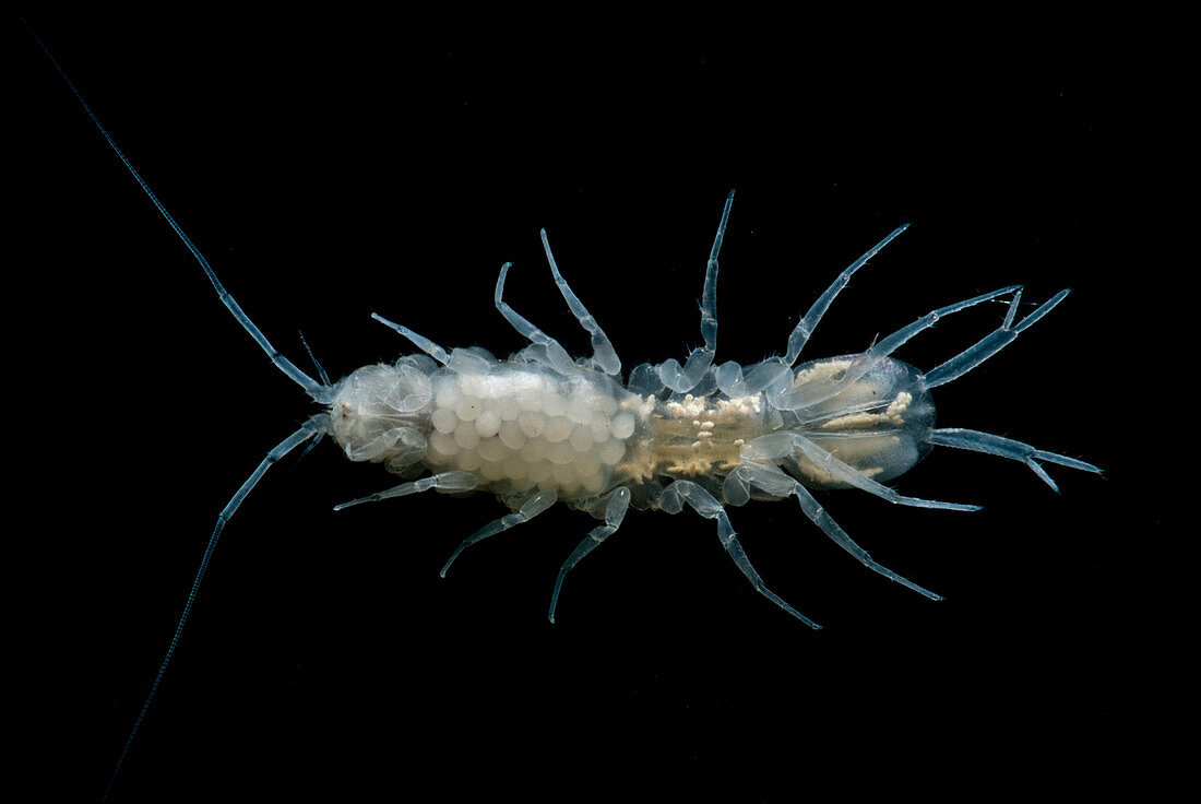 Cave Isopod