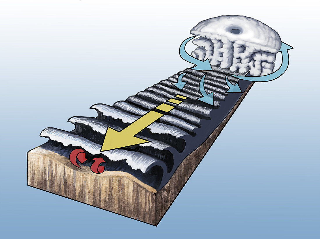 Formation of a Storm Wave, Illustration