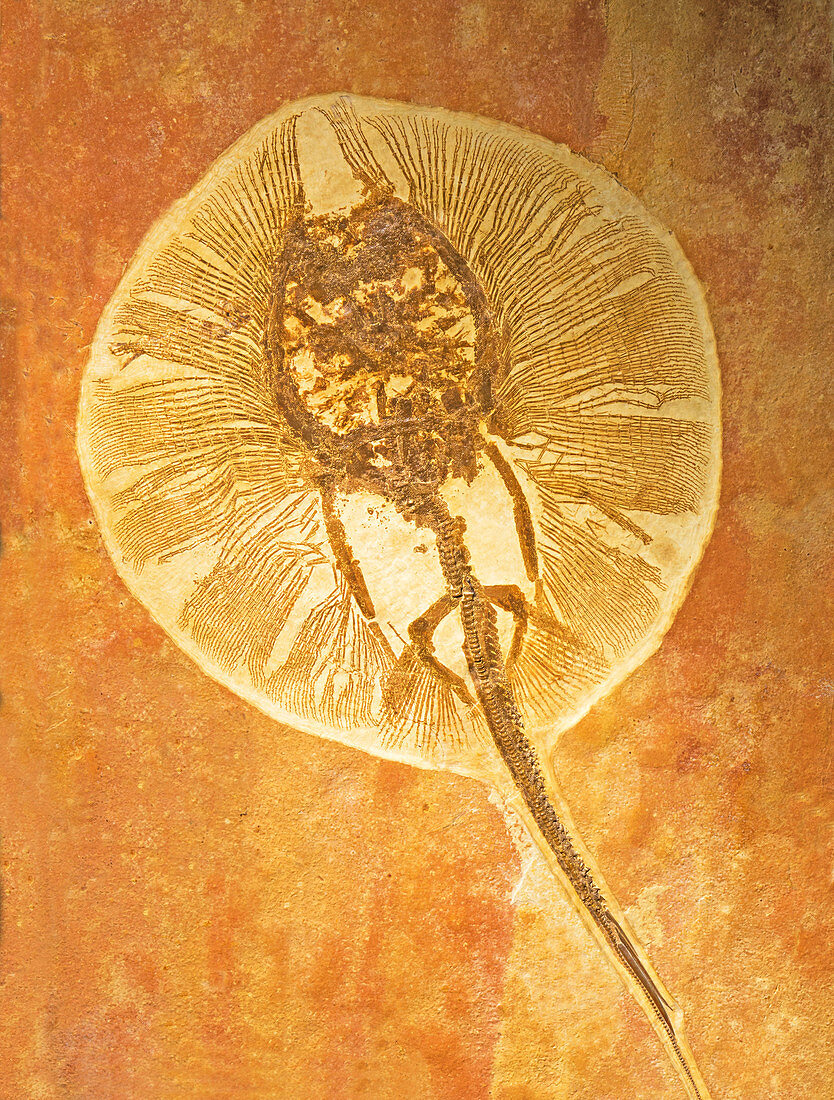 Whiptail Stingray Fossil