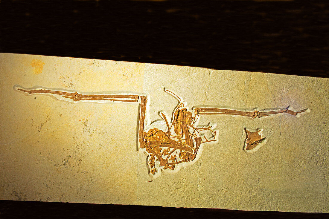 Frigate Bird Fossil