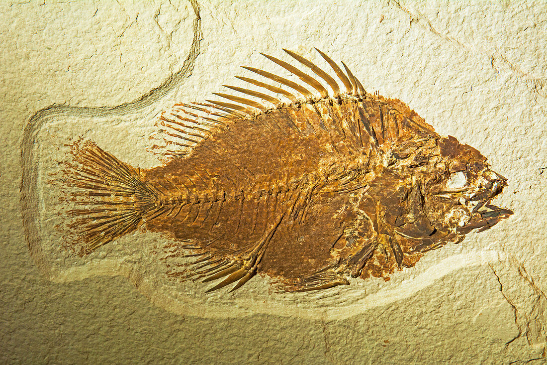 Priscacara Serrata Fish Fossil