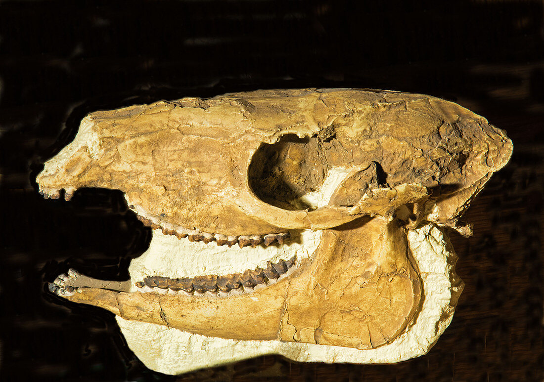 Mesohippus Early Horse Skull Fossil
