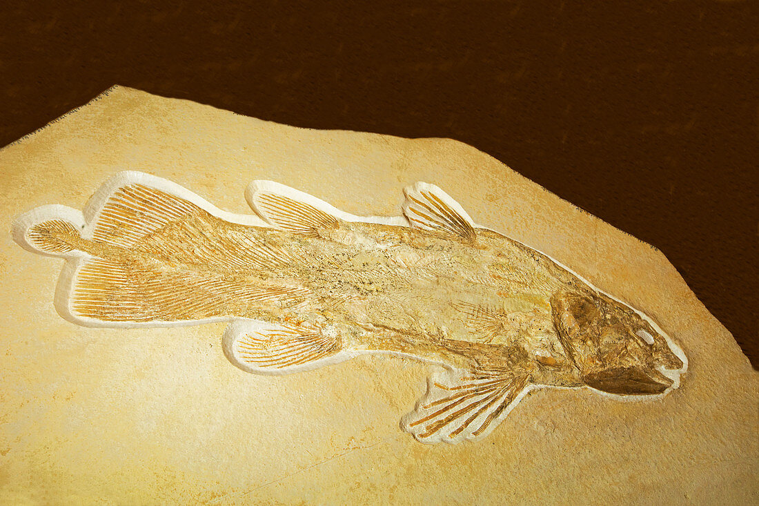 Lobe Finned Fish Fossil