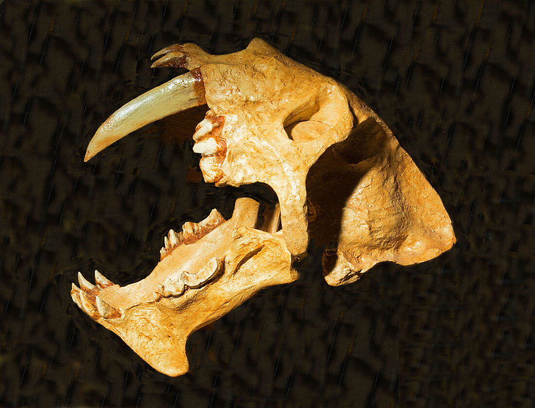 Saber Tooth Cat Skull Fossil