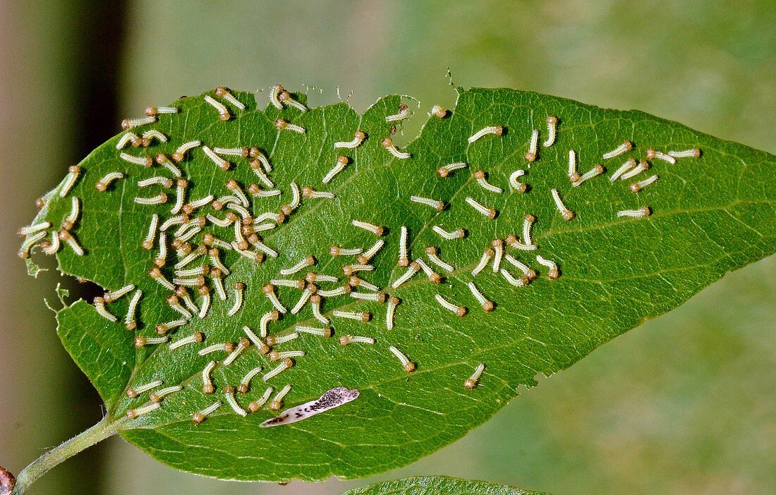 Tawny Emperor caterpillars