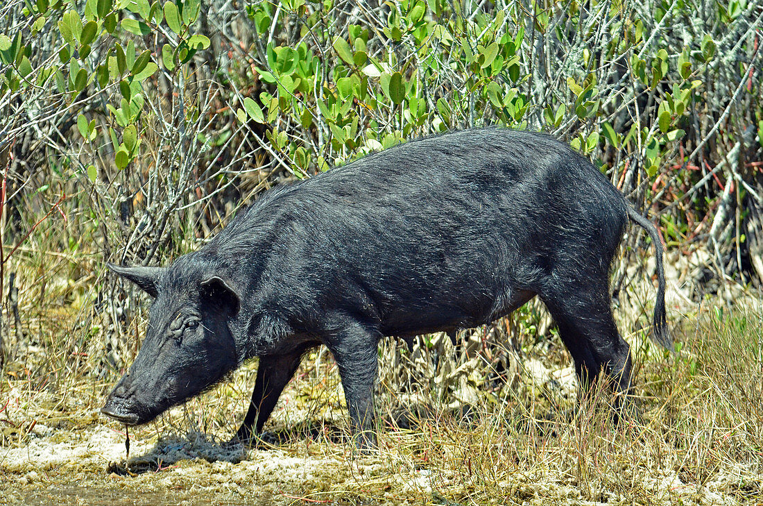 Wild or Feral Pig