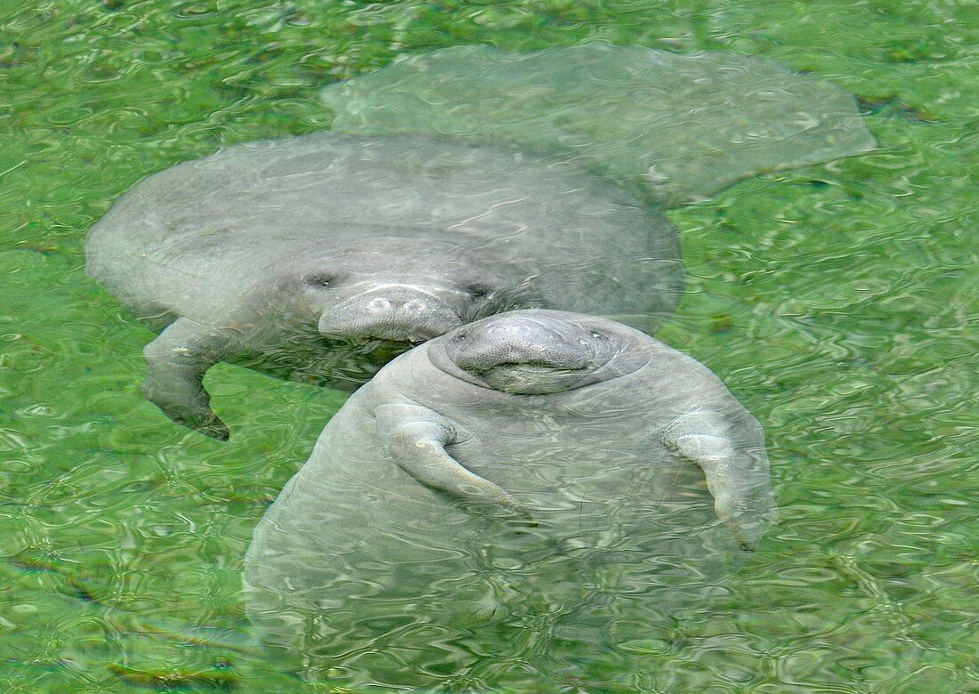 West Indian Manatees (Trichechus manatus)