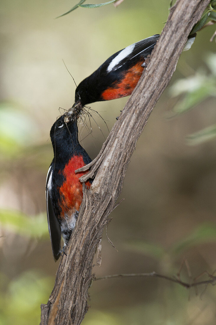 Painted Redstarts with Prey