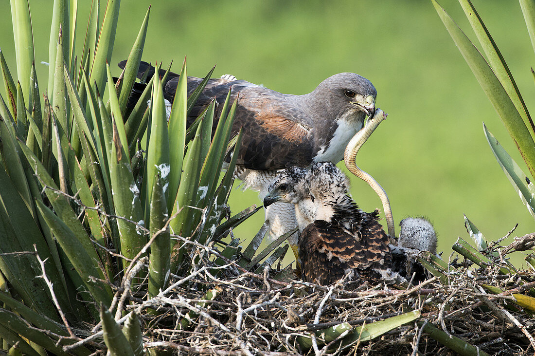 White-tailed Hawk with Snake