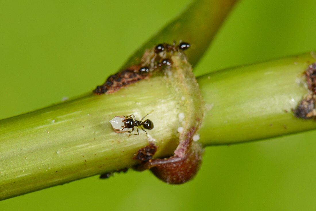 Ant plant with ants