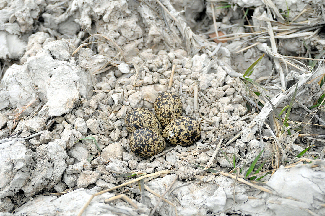 Red-wattled lapwing nest