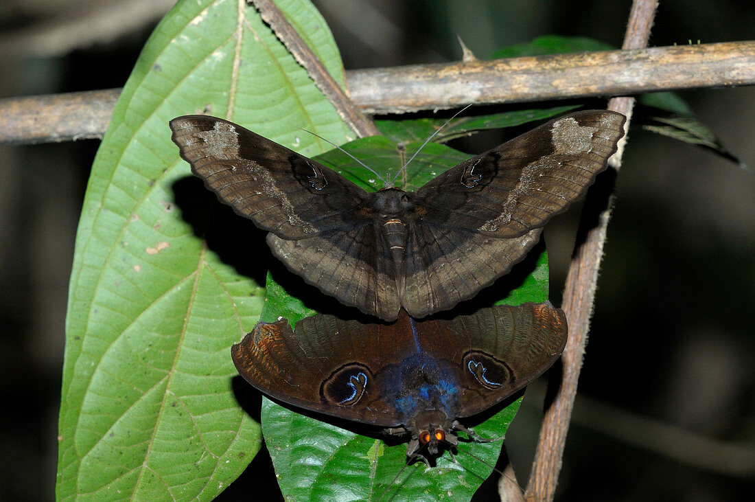 Mating Moths
