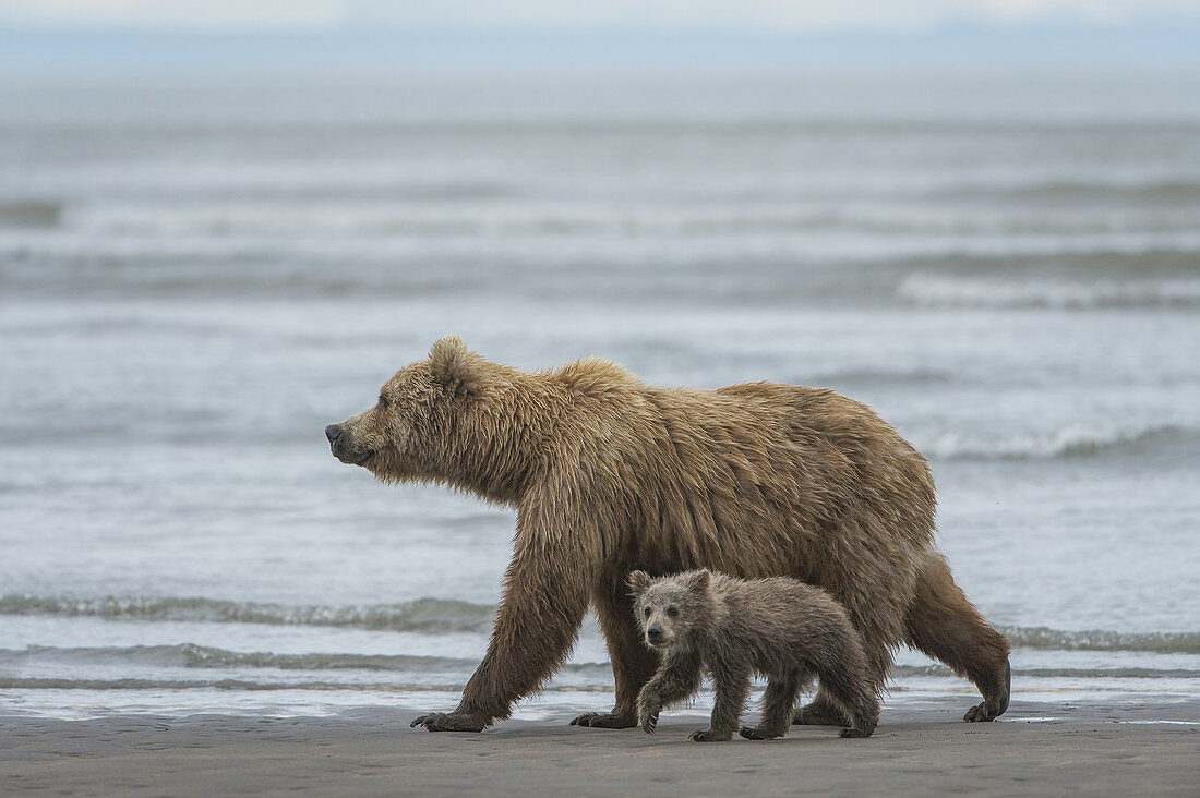 Brown Bears, Mother with Cub