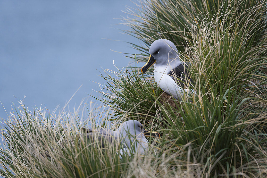 Grey-Headed Albatross on Nest