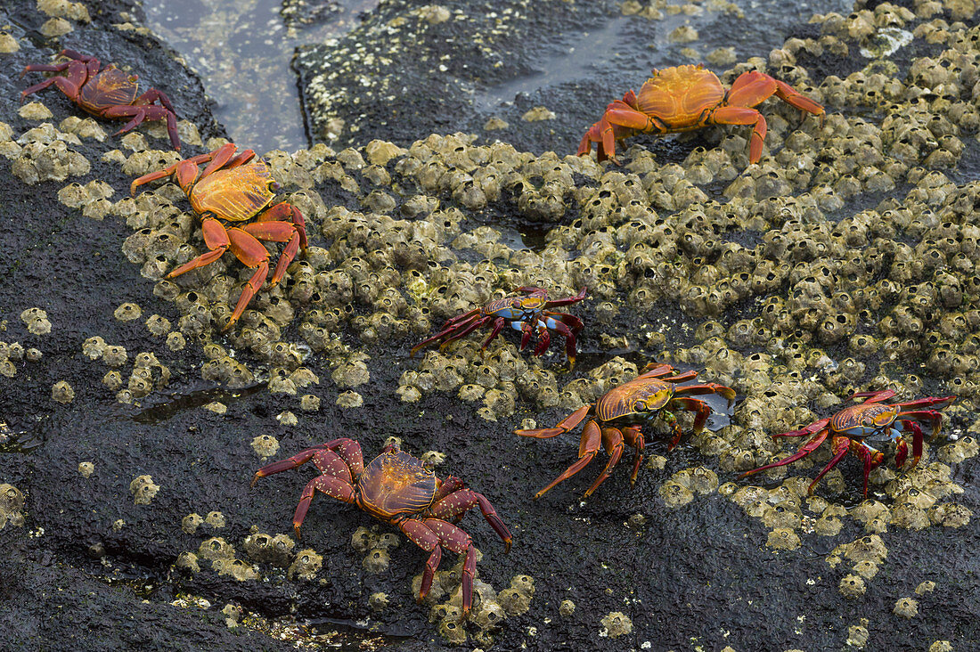 Sally lightfoot Crabs and Barnacles on Lava