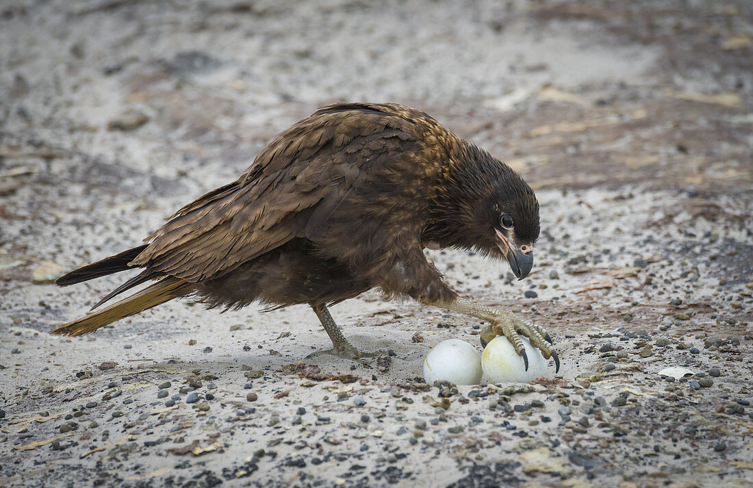 Striated Caracara Taking Gentoo Penguin Egg