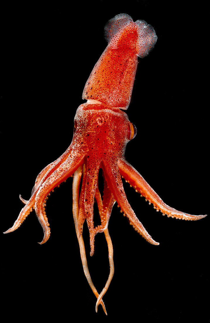 Cock-eyed Squid, Histoteuthis