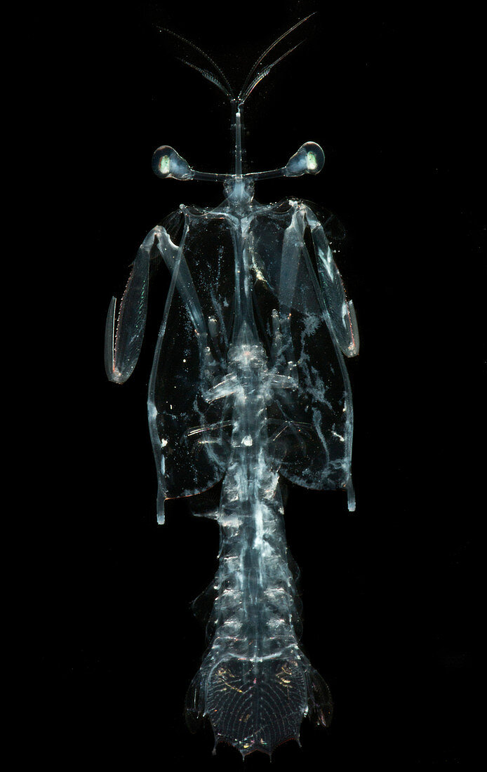 Lobster Larva