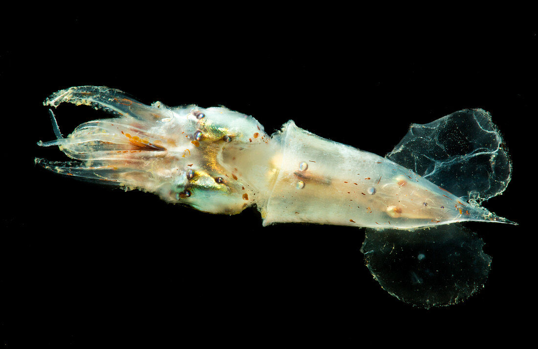 Pterygioteuthis squid