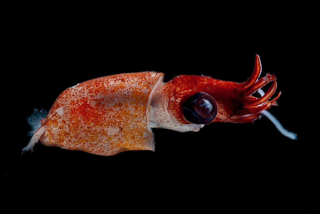 Deepsea Squid