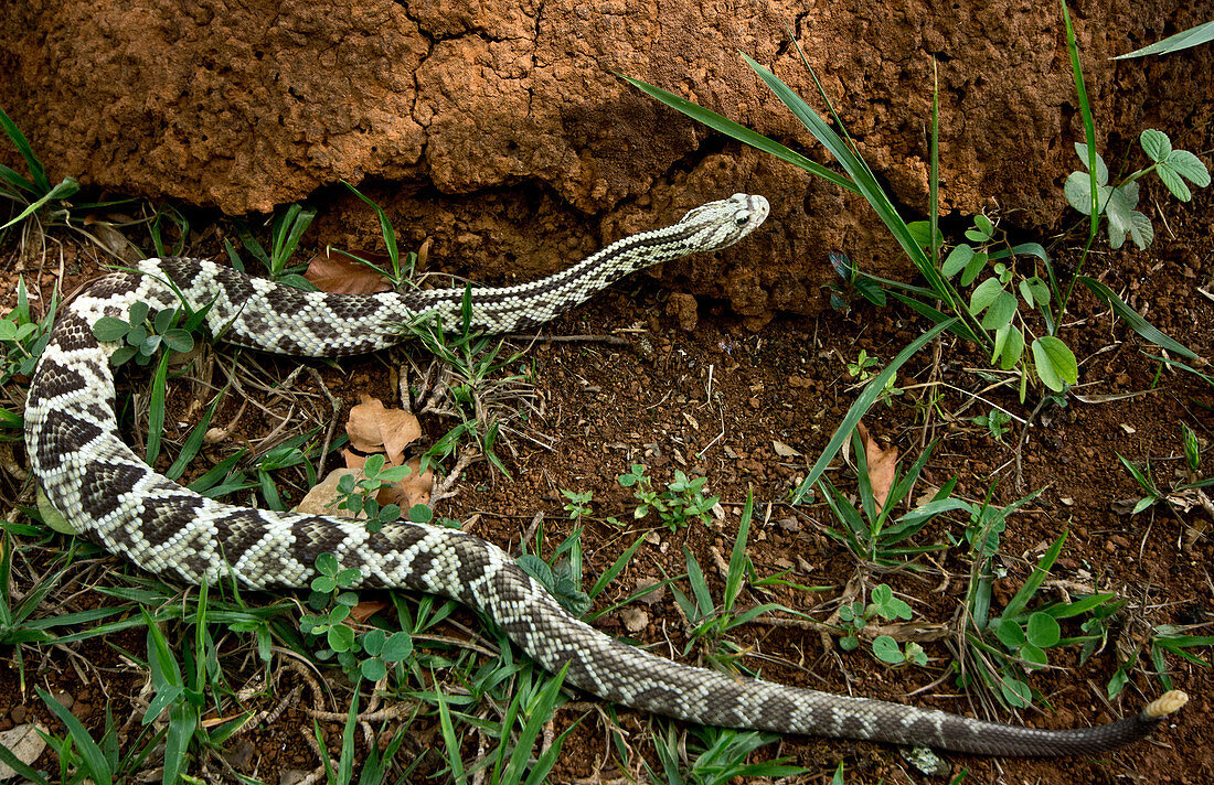 Brazilian Rattlesnake