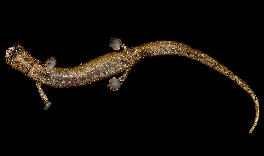 Nauta Palm Foot Salamander