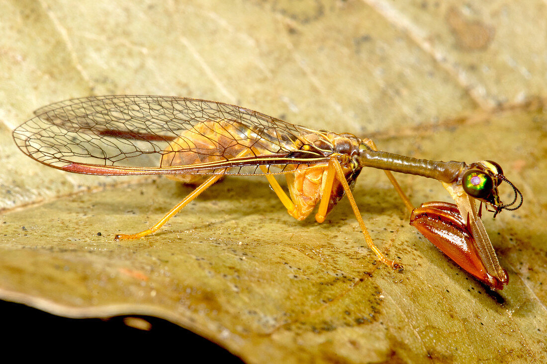 Tropical Mantispid