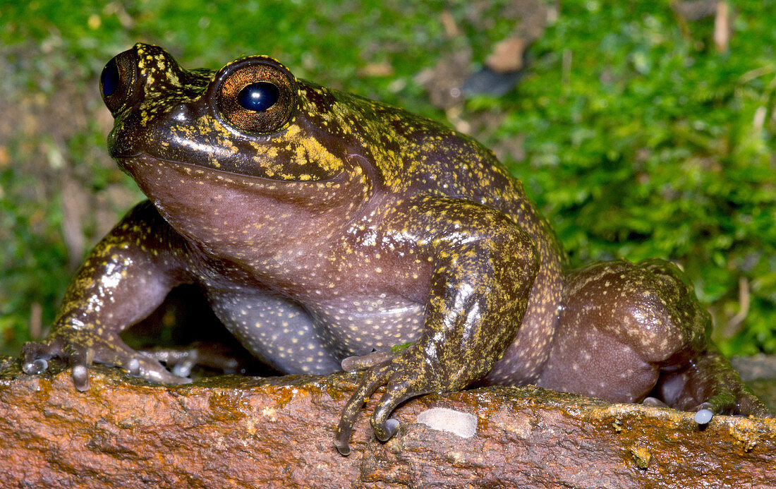 Mehuan Green Frog
