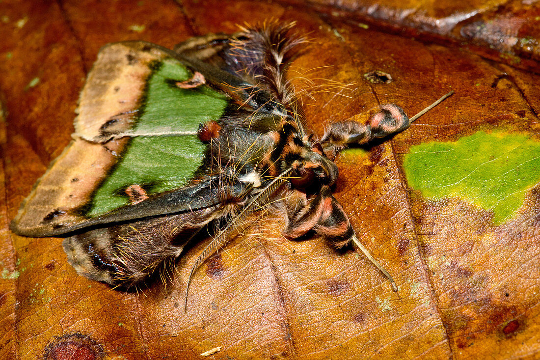 Cryptic Noctuid Moth