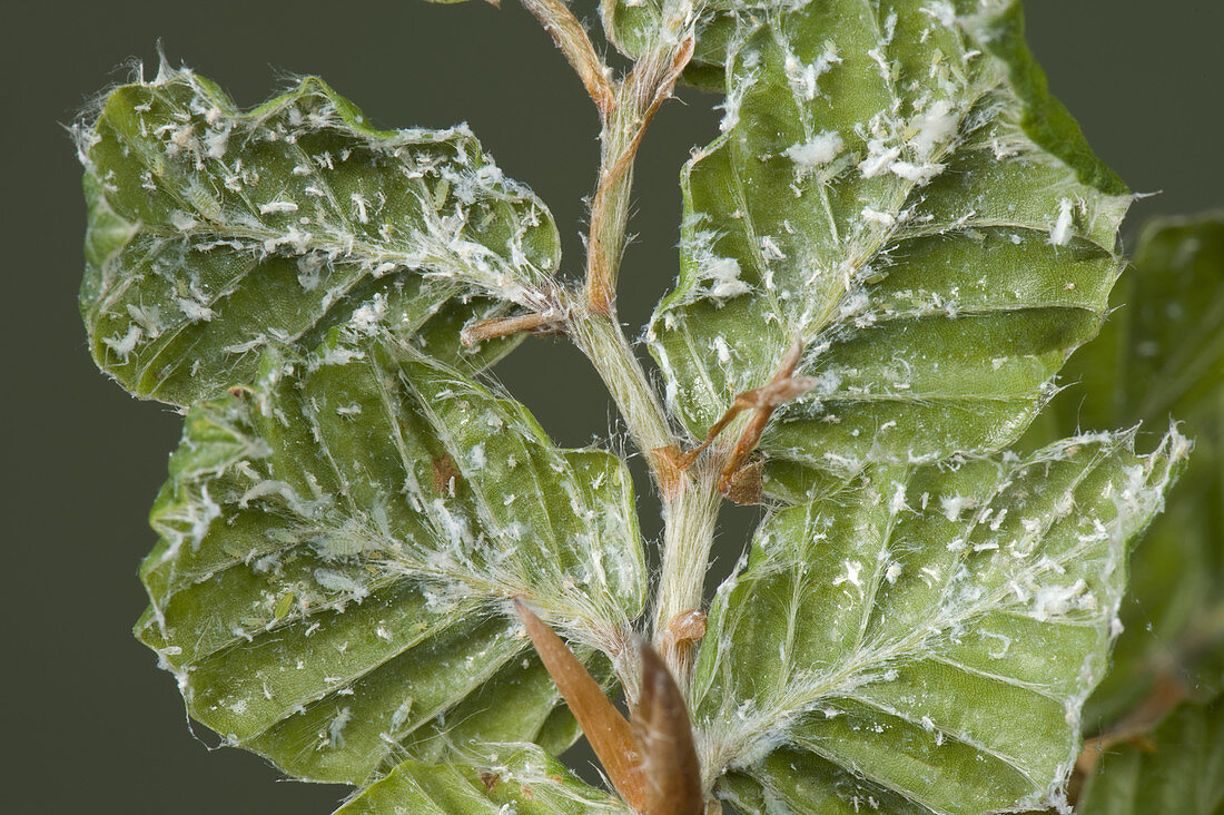 Wooly Beech Aphids