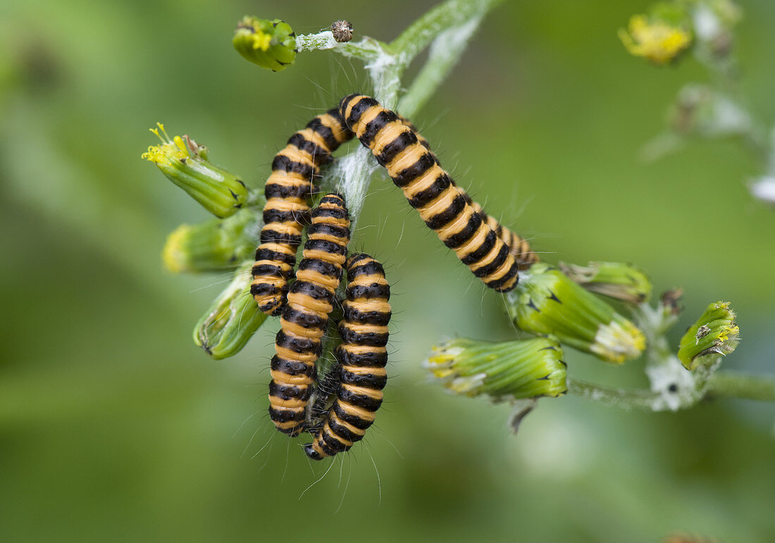 Cinnabar Moth Caterpillars