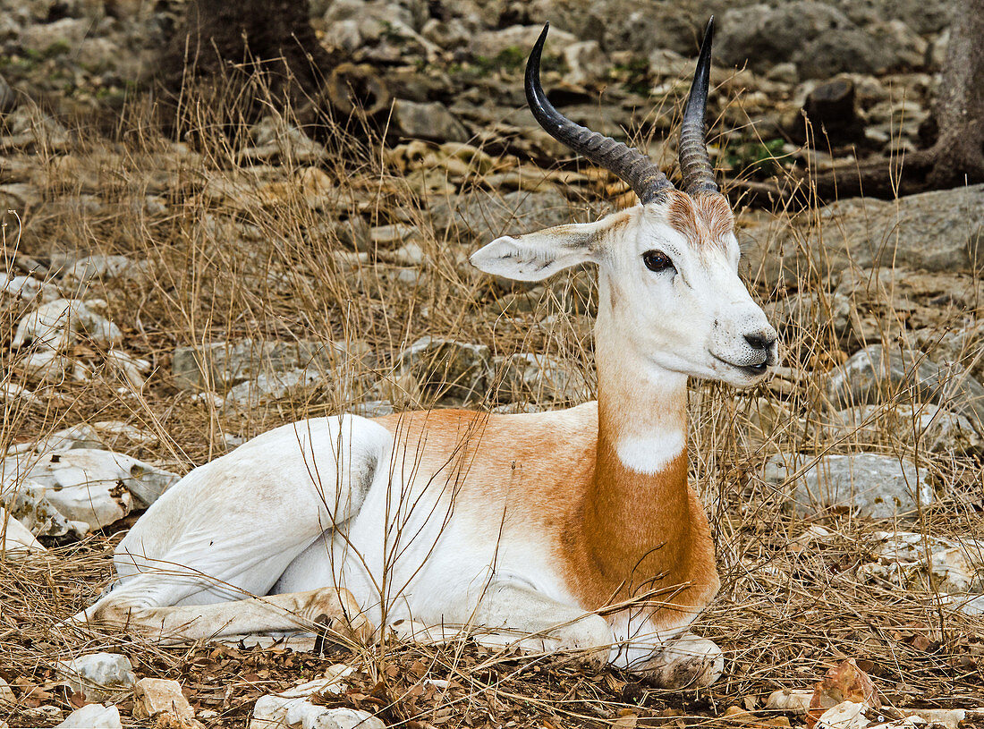 Red Lechwe Antelope White Phase