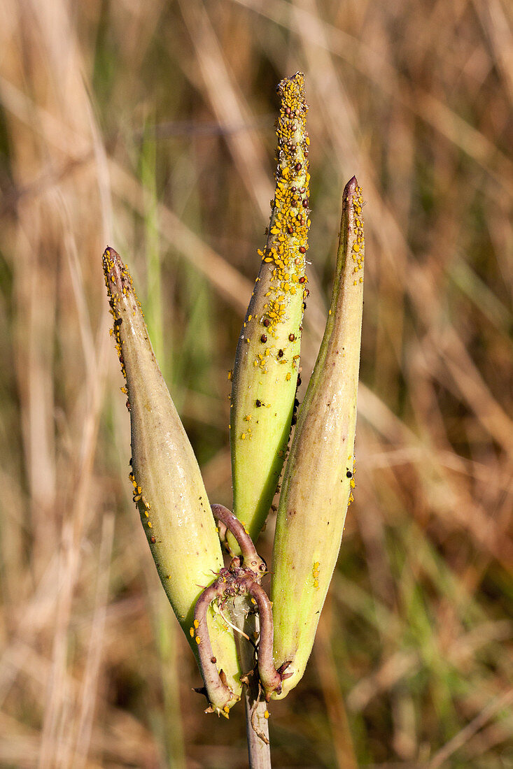 Blunt-leaved Milkweed with Aphids