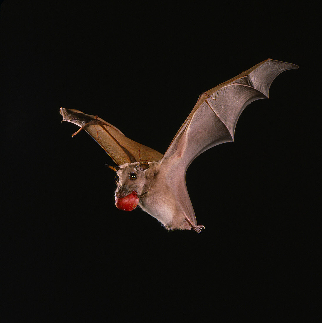Little epauletted fruit bat (E. minor)