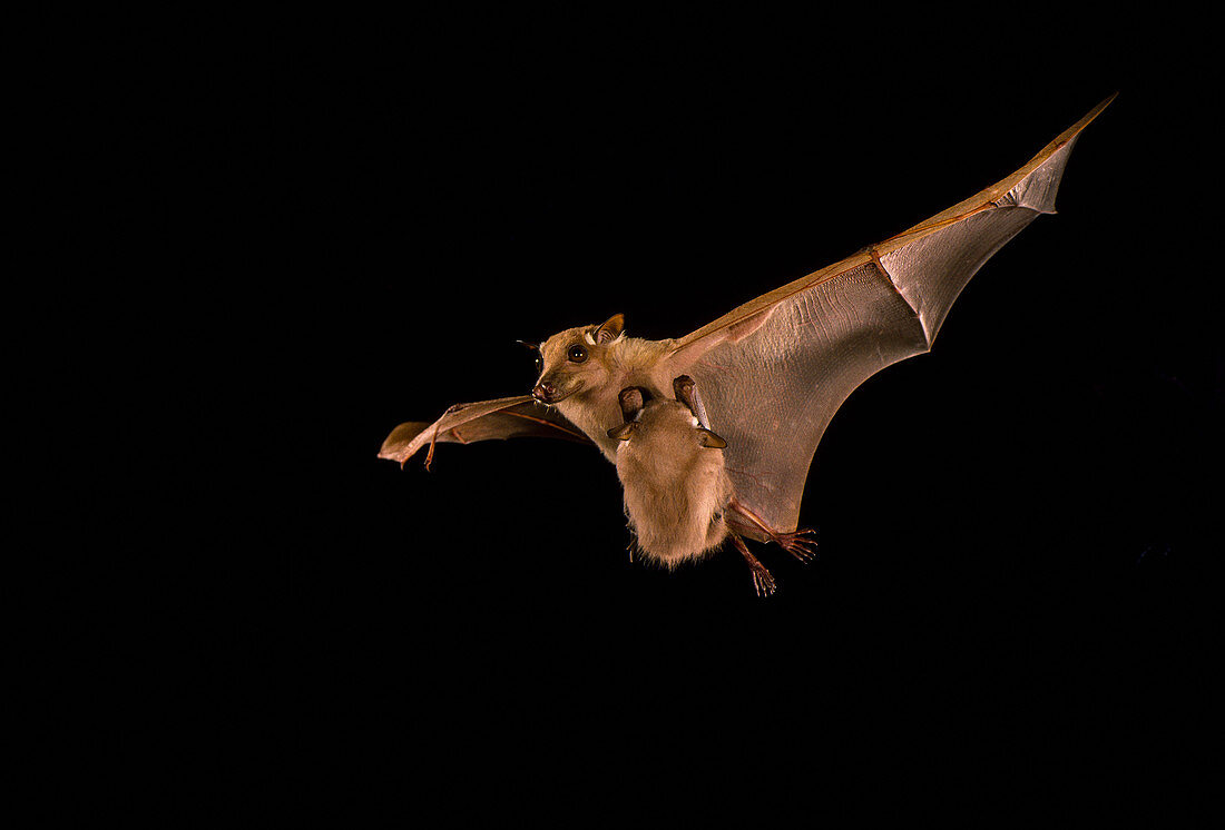 Little epauletted fruit bat carrying young