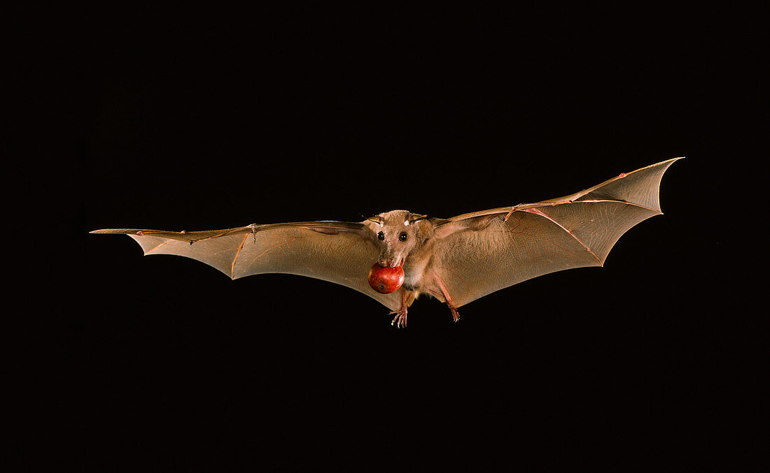 Little epauletted fruit bat with fig