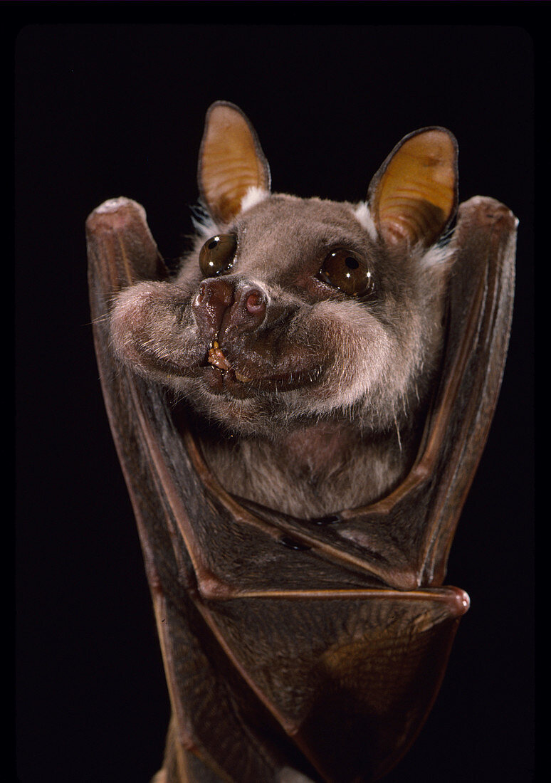 Little epauletted fruit bat with figs