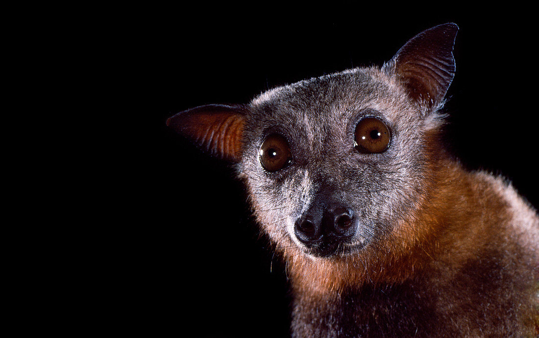 Little red flying fox (Pteropus scapulatus)